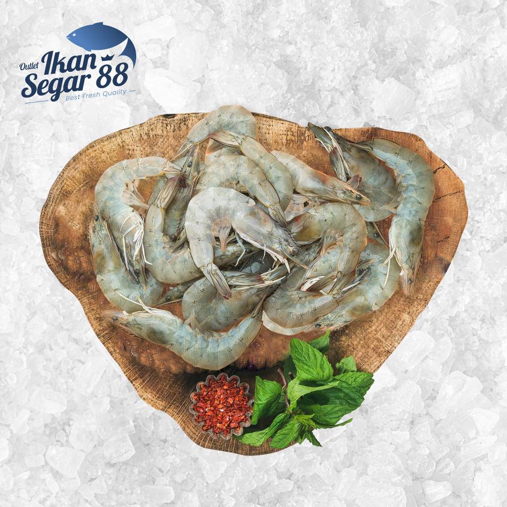Udang Laut / Udang Jerbung Segar Berkualitas / Seafood