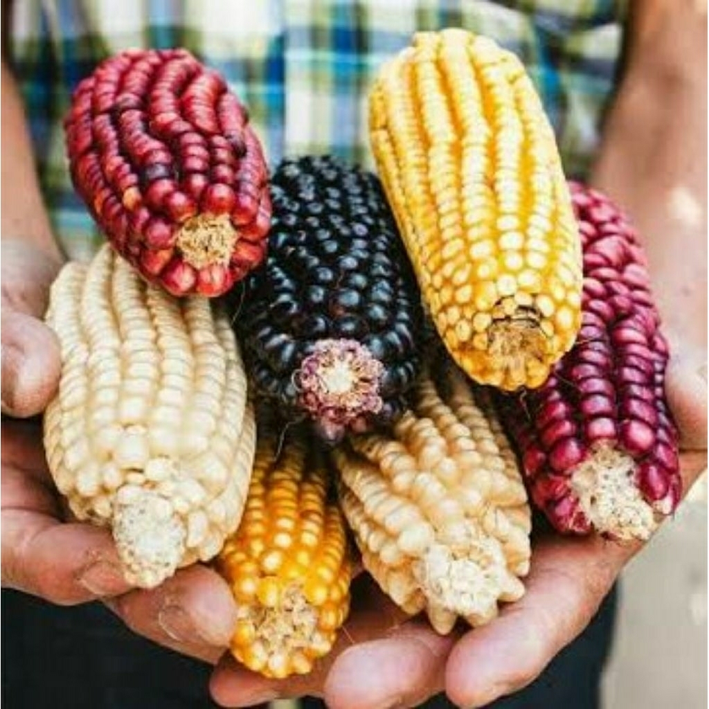 Aneka Benih Jagung Manis Pulut Ketan Putih Ungu Belang - Kemasan Repack