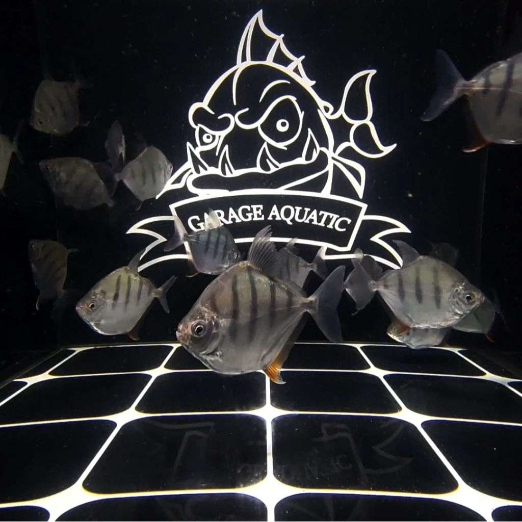 (INSTANT) METYNNIS FASCIATUS TIGER SILVER DOLLAR IKAN HIAS PEMBERSIH AQUARIUM KOLAM