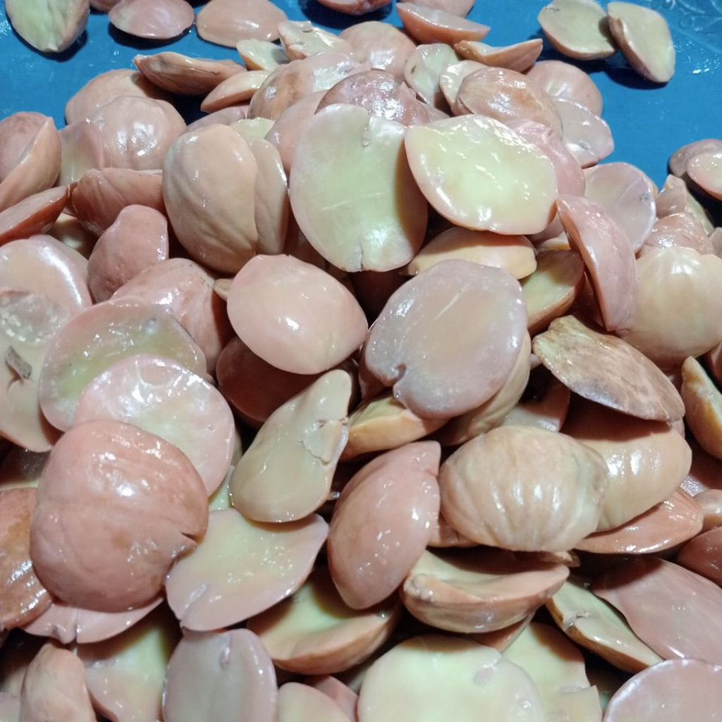 Jengkol rebus berkualitas