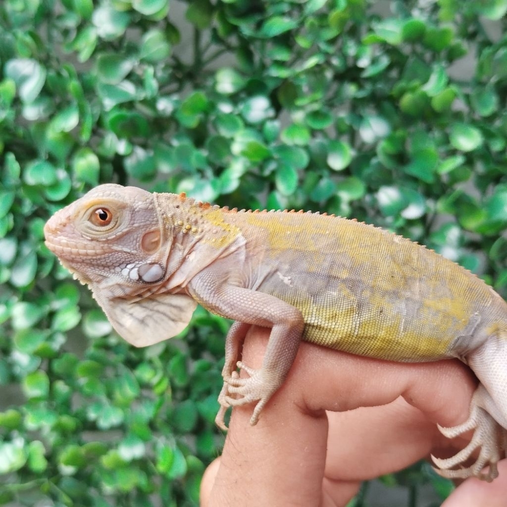 pelet Iguana Baby Hypo 27cm