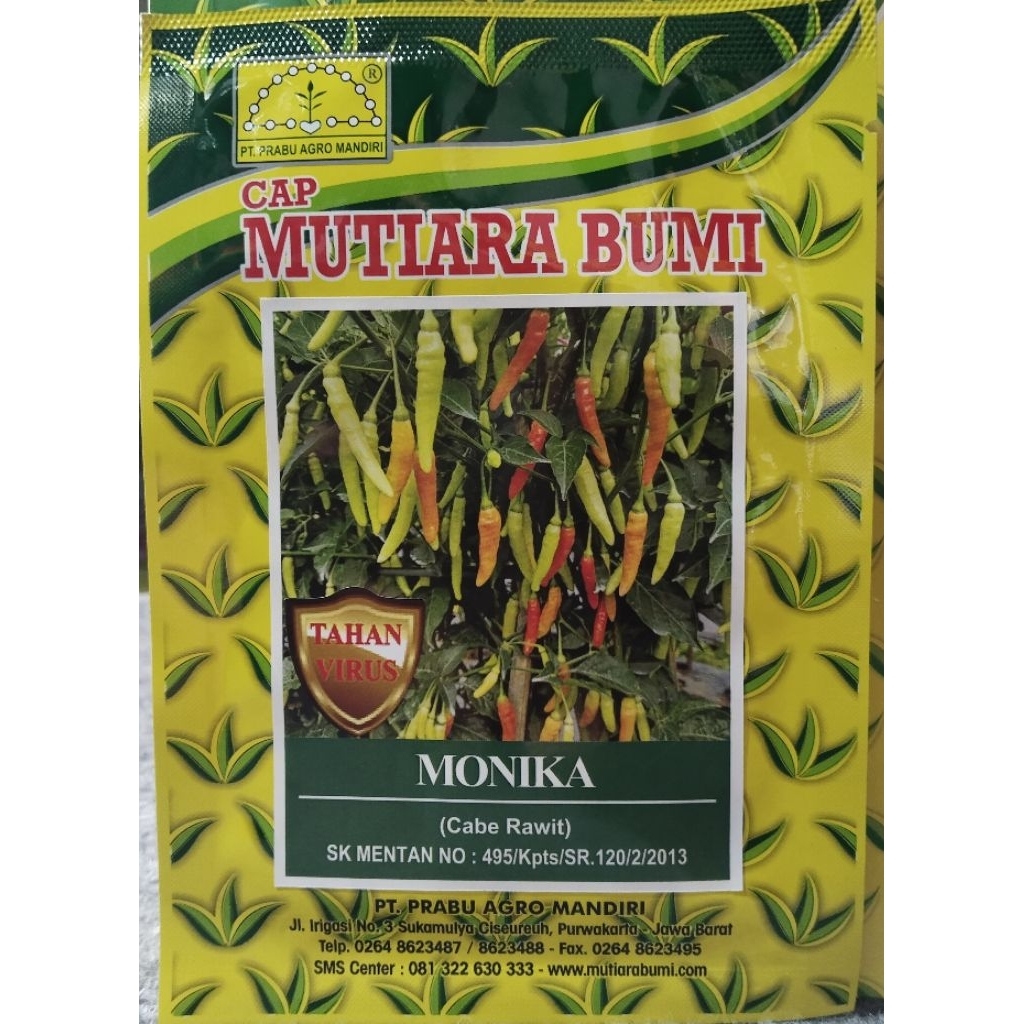 Benih cabe rawit tahan virus MONIKA, cabe rawit putih merunduk mutiara Bumi Monika