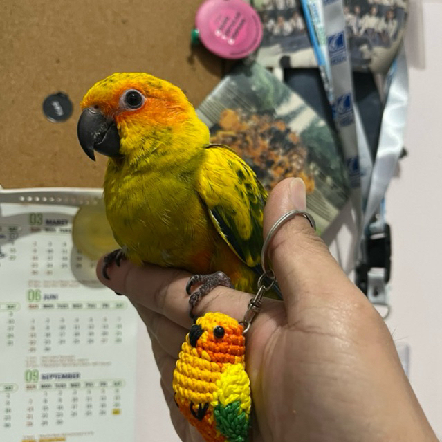Burung Sun Conure BABY