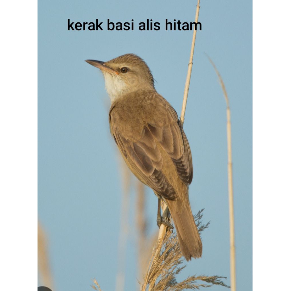 kerak basi alis hitam/sincan pilihan jantan