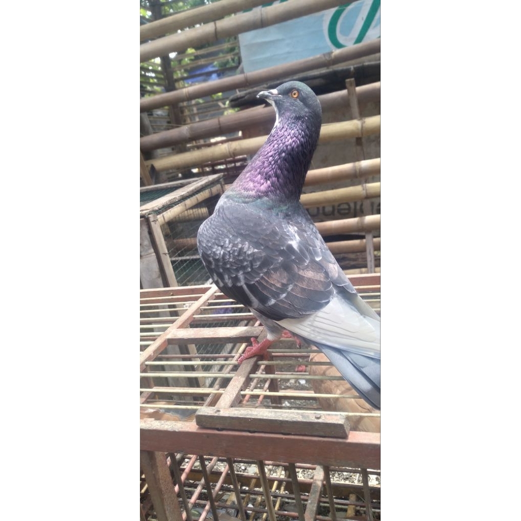 merpati kolong bebas player