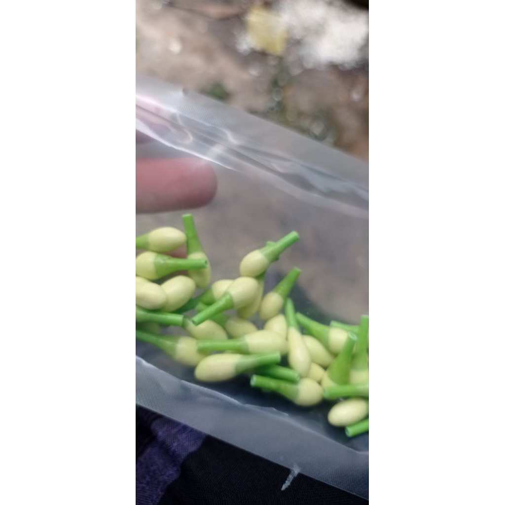 melati imitasi isi bijian warna natural seperti melati asli