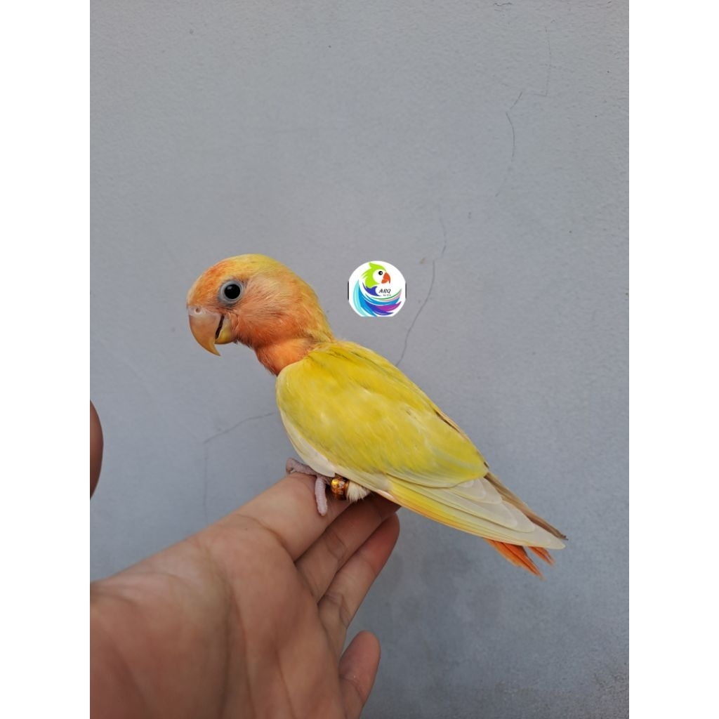 Lovebird Lolohan Nonklep Pallid Opaline/Aqua/Marbled/Orange Face