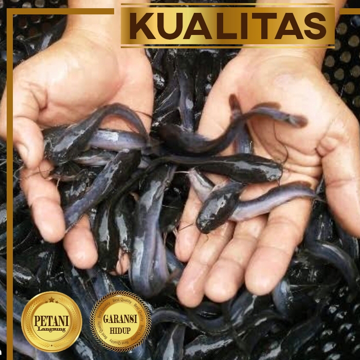 Lele Mutiara Ikan Hias Predator Hiasan Aquarium Aquascape Tanaman Air Tawar