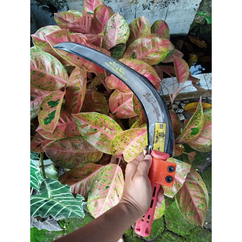 KLS Palm King Pro Original