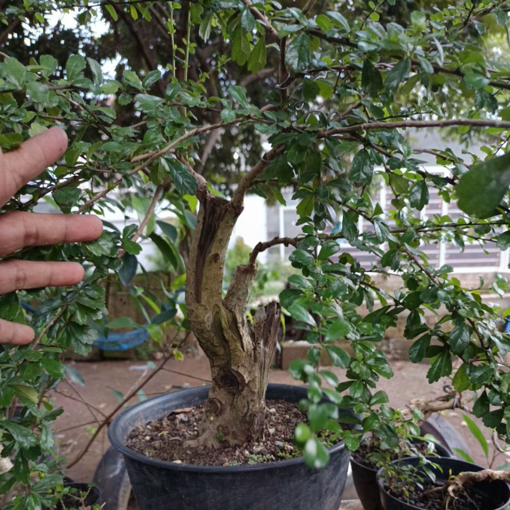 bonsai hokiantea