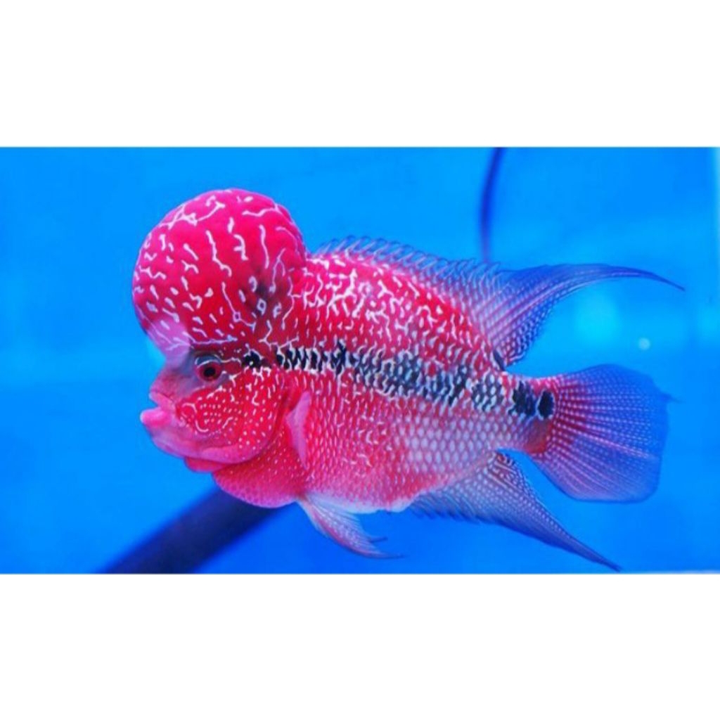 Hiasan akuarium louhan srd ( sudah jenong ) grea A