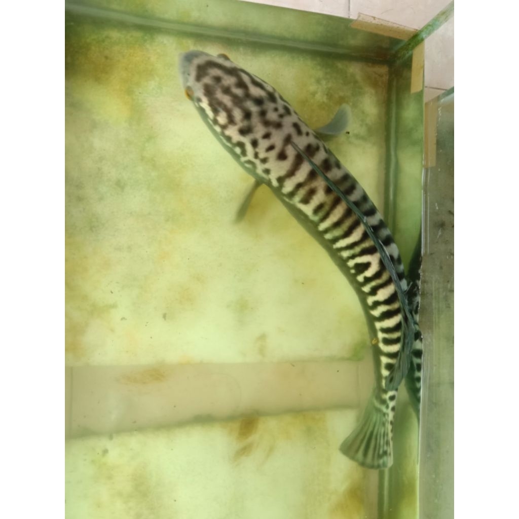 hiasan aquarium/ Toman 17_20cm