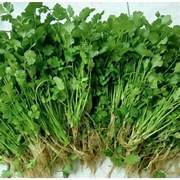 daun ketumbar segar 100gr - coriander