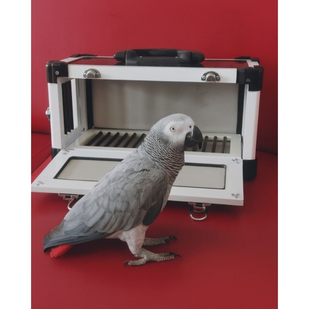 Box Burung Free Flight afgrey kakaktua nuri bayan