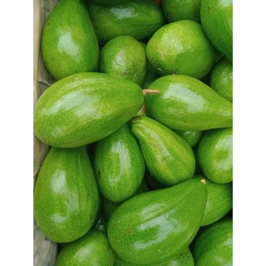Ready Alpukat Aligator Super Per kg 1-3 buah