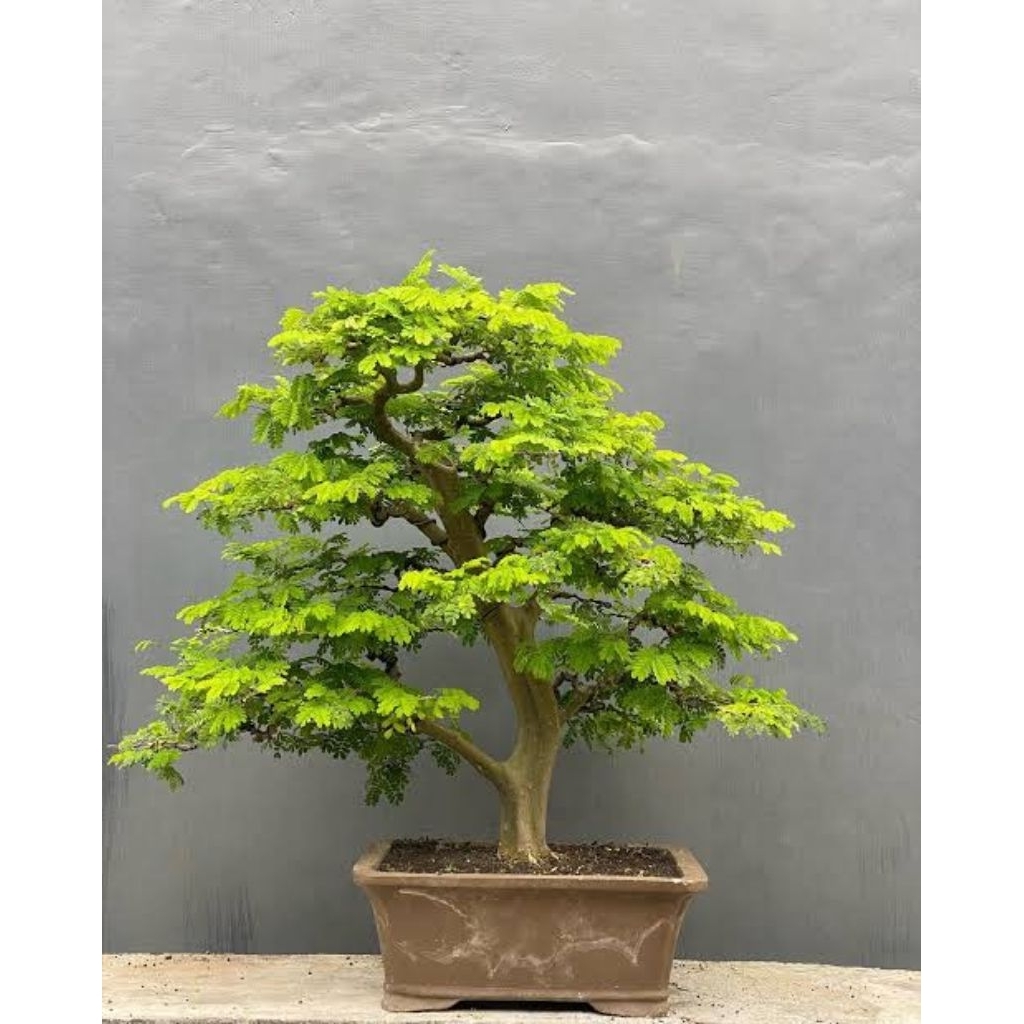 Bibit brazilian rain tree tanaman bonsai import 40-50cm