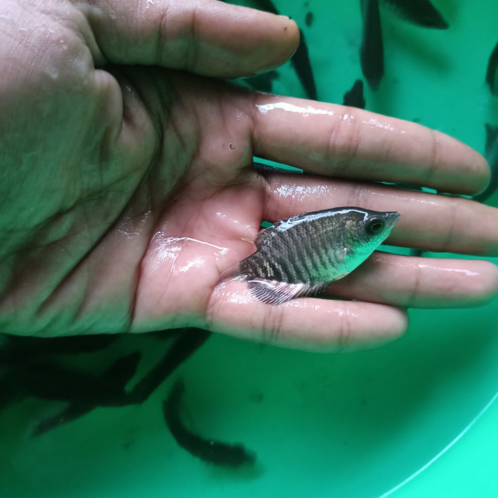 Gurame Hitam/Gurame soang paketan 10 ekor size Jempol