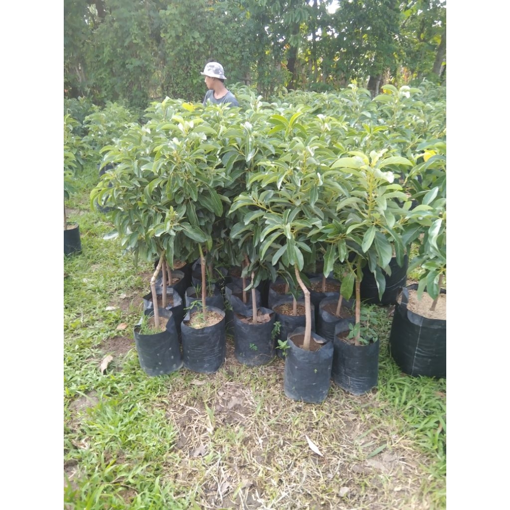 bibit alpukat Miki batang besar ful media