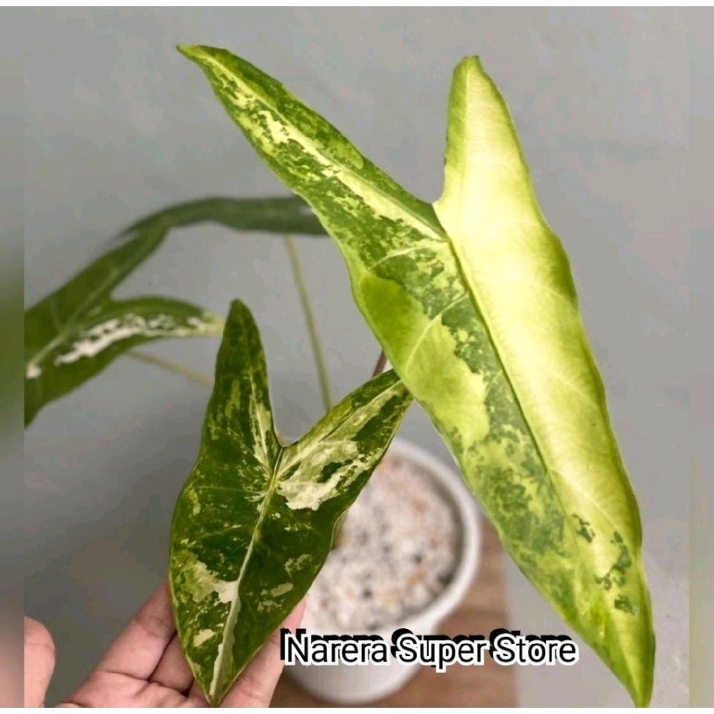 Tanaman Hias Alocasia Longiloba Variegated Variegata Varigata Alocacia Longilobatum Caladium Amazon 