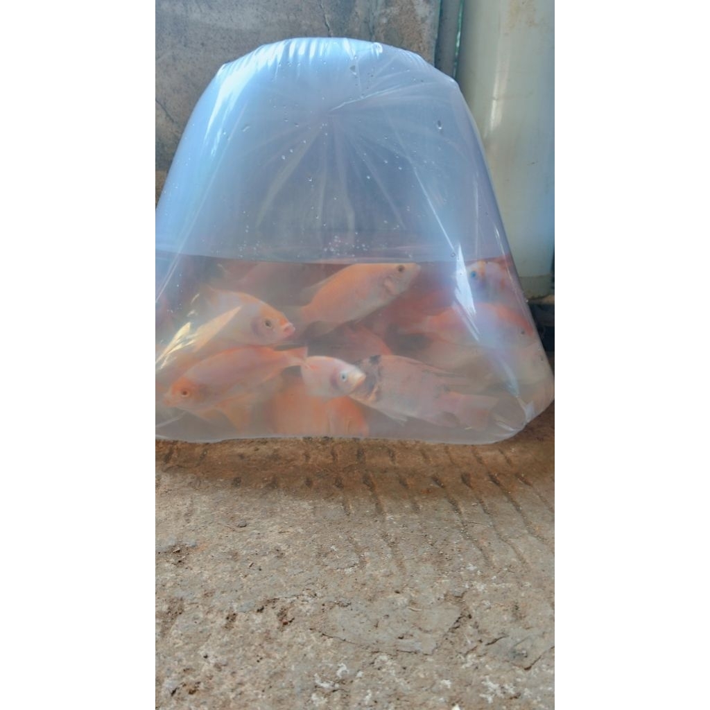 nila merah bangkok (bibit)