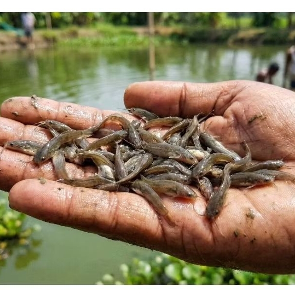 bibit lele ukur 3-4 cm berkualitas Jawa timur