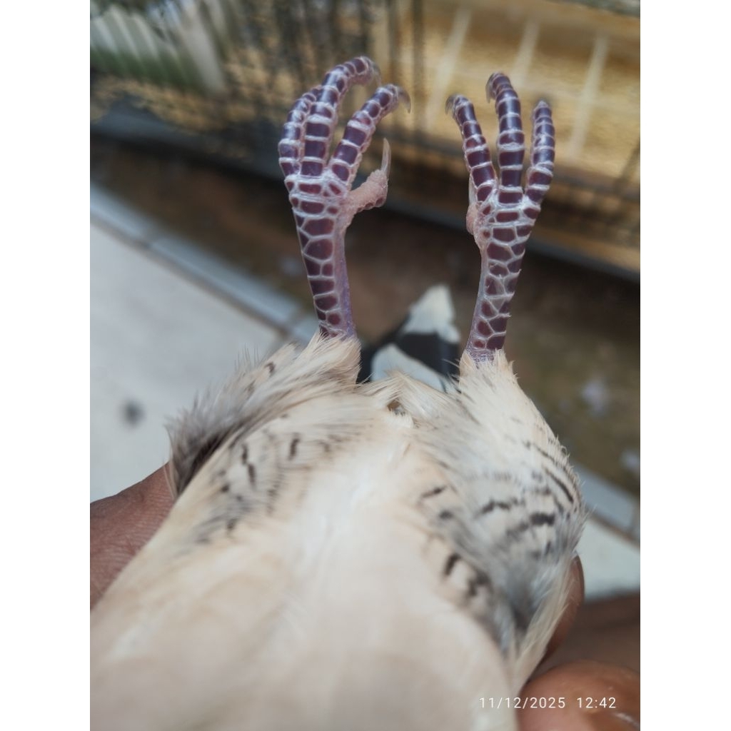 PERKUTUT KATURANGGAN REJEK WESI