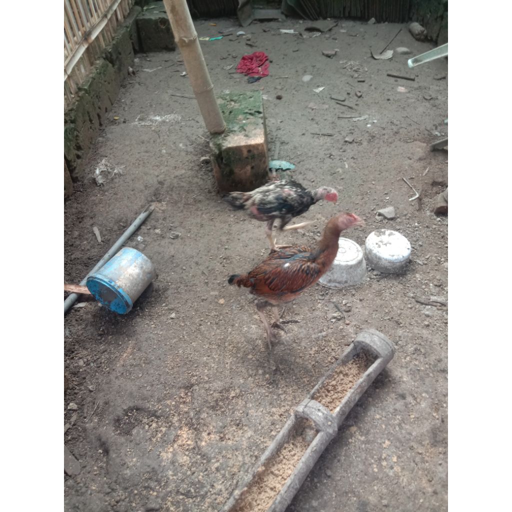 Ayam Pakhoy 3 bulan lebih. jantan betina