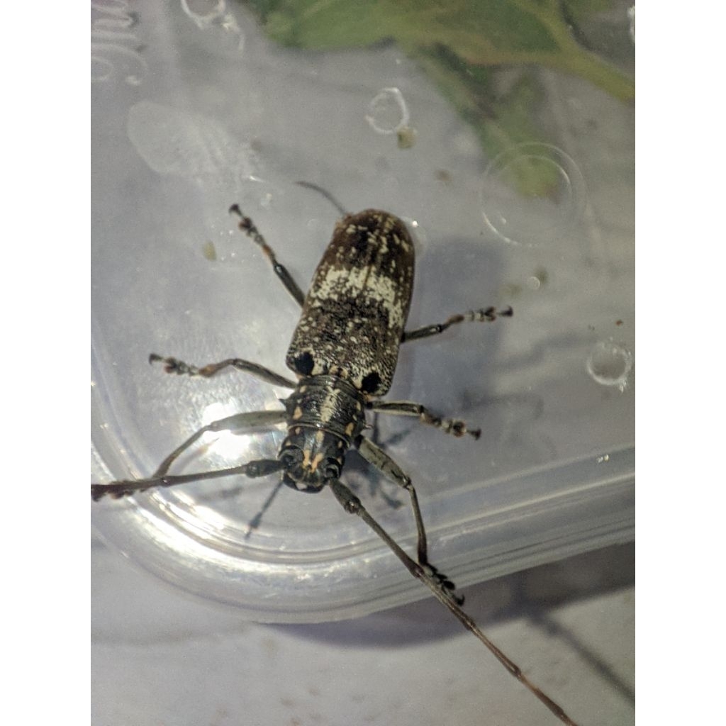 Kumbang Tanduk Panjang  (longhorns beetle)