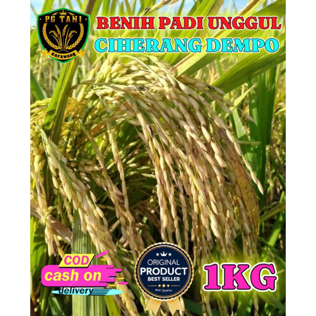 BENIH PADI UNGGUL BERKUALITAS CIHERANG DEMPO KEMASAN 1KG