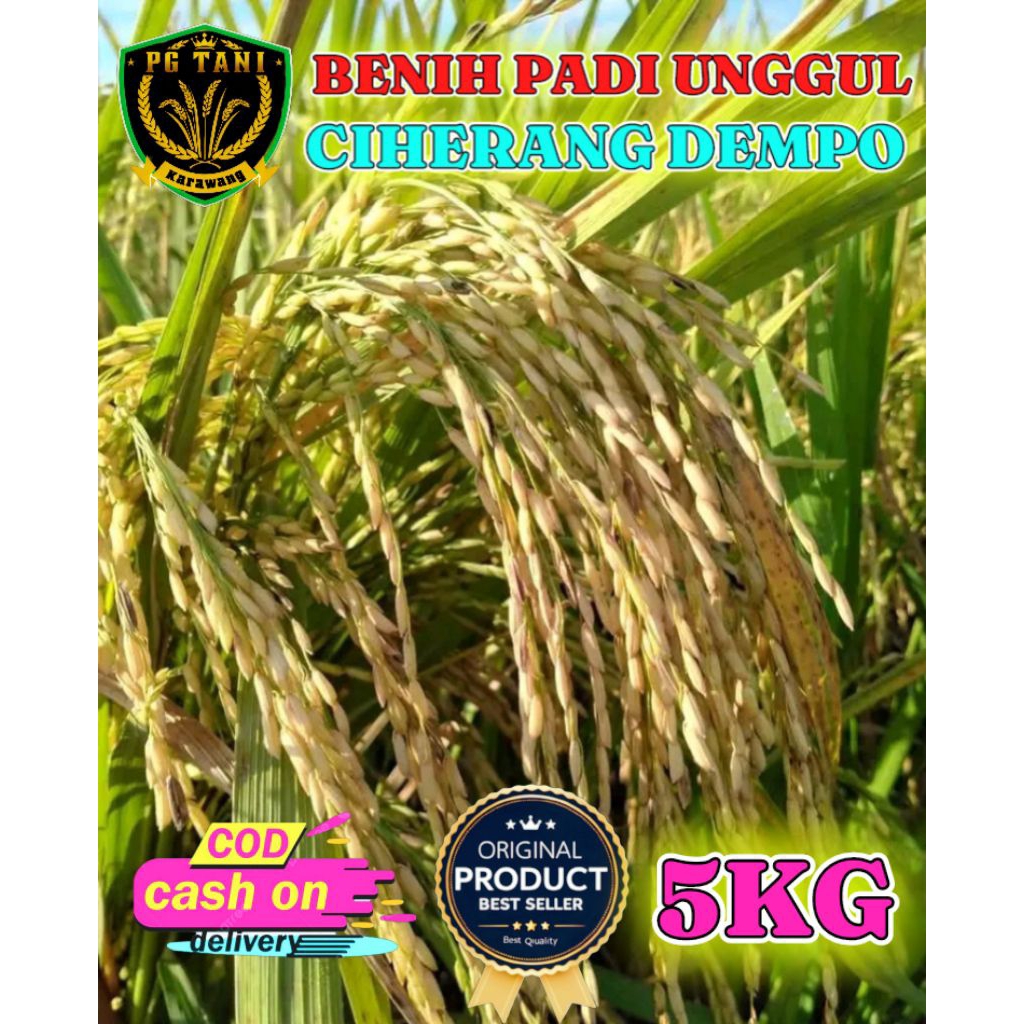 BENIH PADI UNGGUL BERKUALITAS CIHERANG DEMPO KEMASAN 5KG