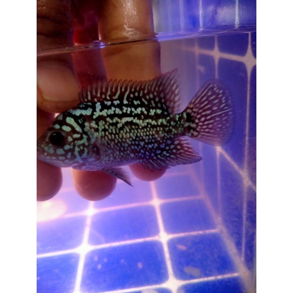 Lohan Kamfa f2100%ori thailand