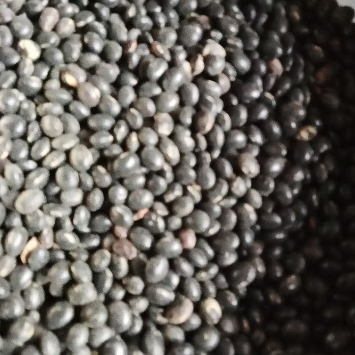 kacang kedelai hitam berkualitas/250g/500g/1000g