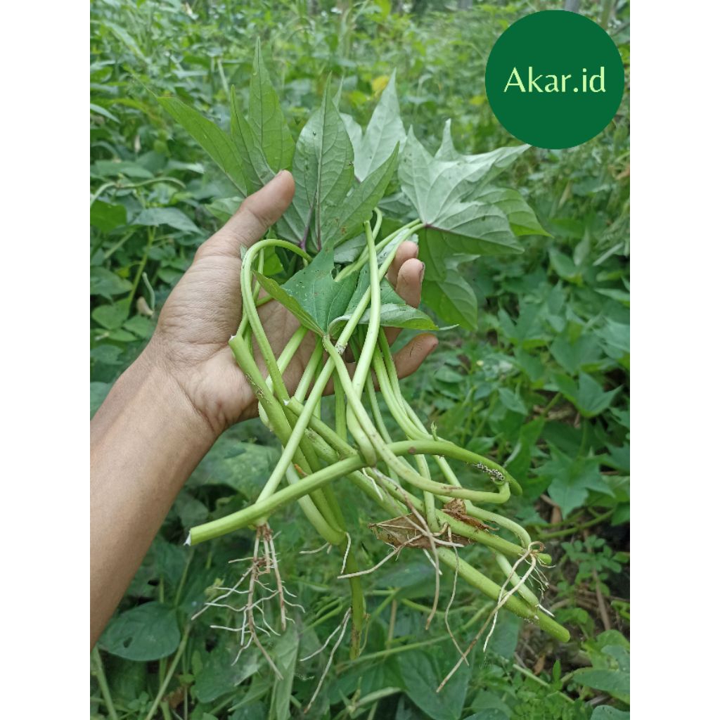 Bibit Ubi Cilembu Sumedang Ubi Madu Segar