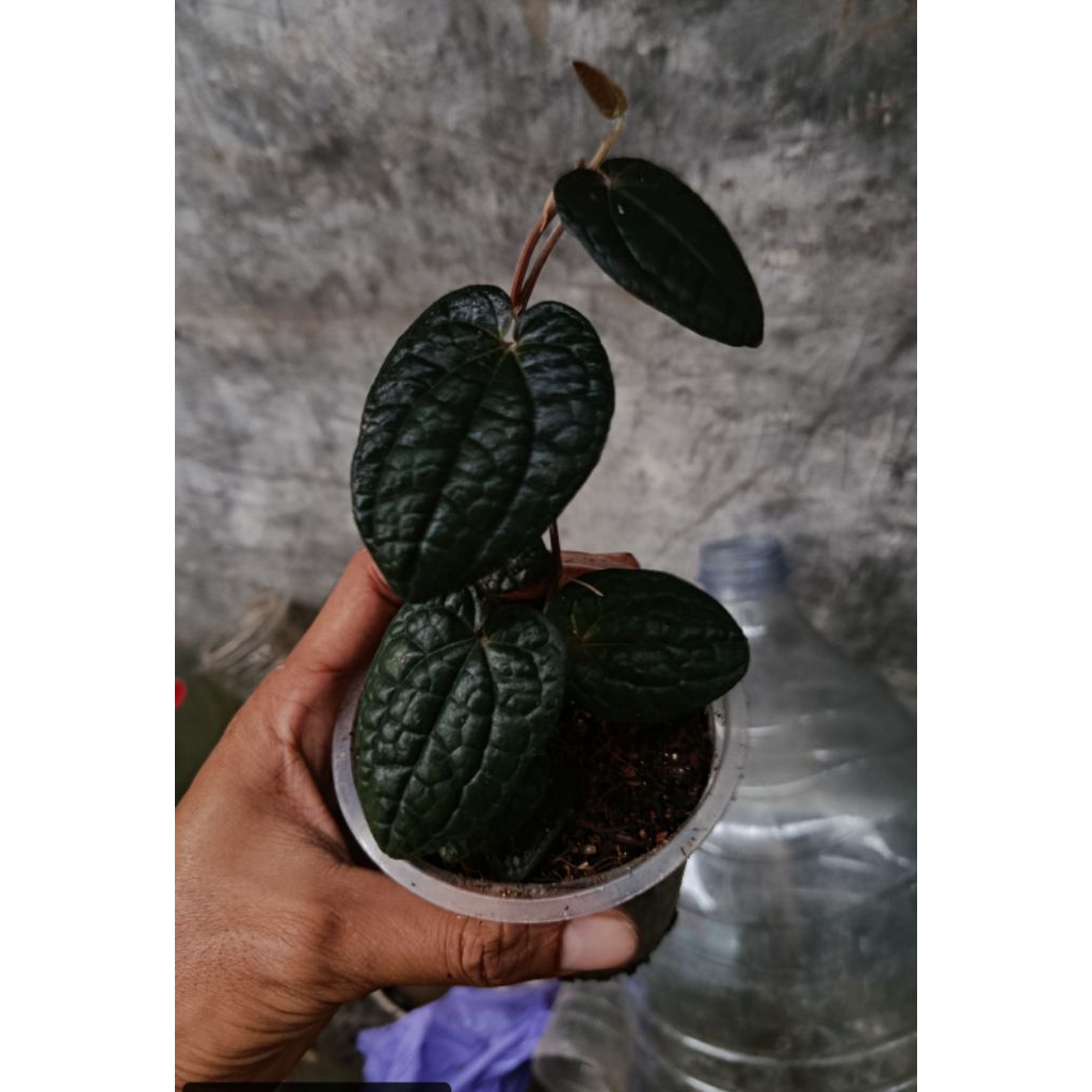 Sirih hitam papua oryginal