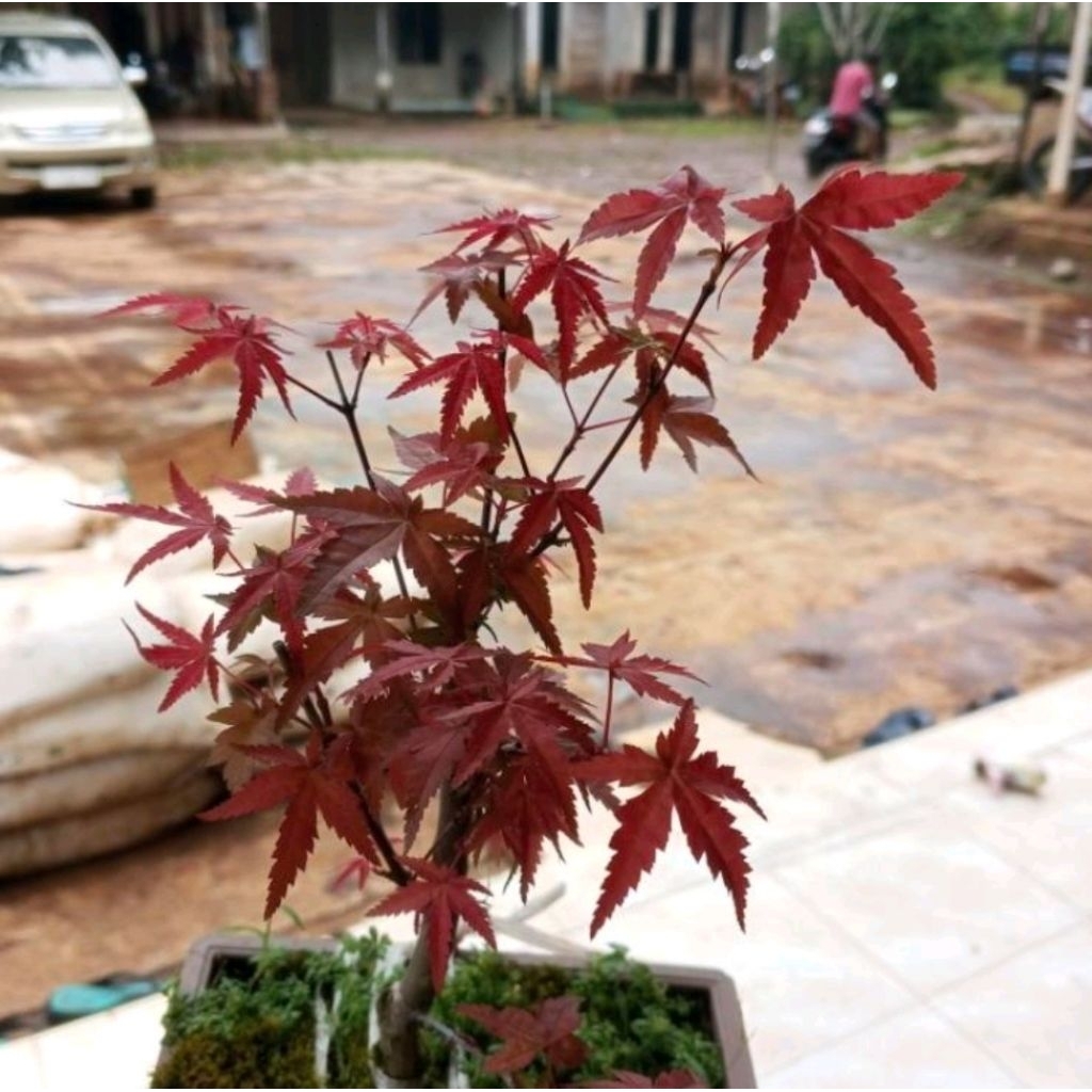 Tanaman Hias Maple Jepang - Japaness Red Maple - Acc