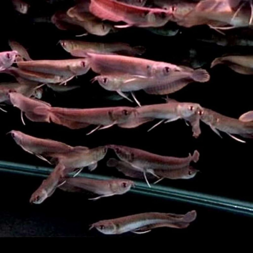 (Seafood) Arwana Silver Brazil 10cm up Hiasan Aquarium