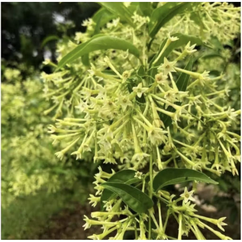 Pohon Arum Dalu Bunga Wangi Bibit Tanaman Pohon Arum Dalu