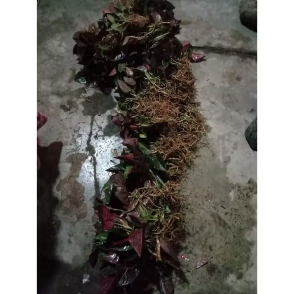 aglonema rotundum - rotundum aceh 2-4 daun rotundum aceh