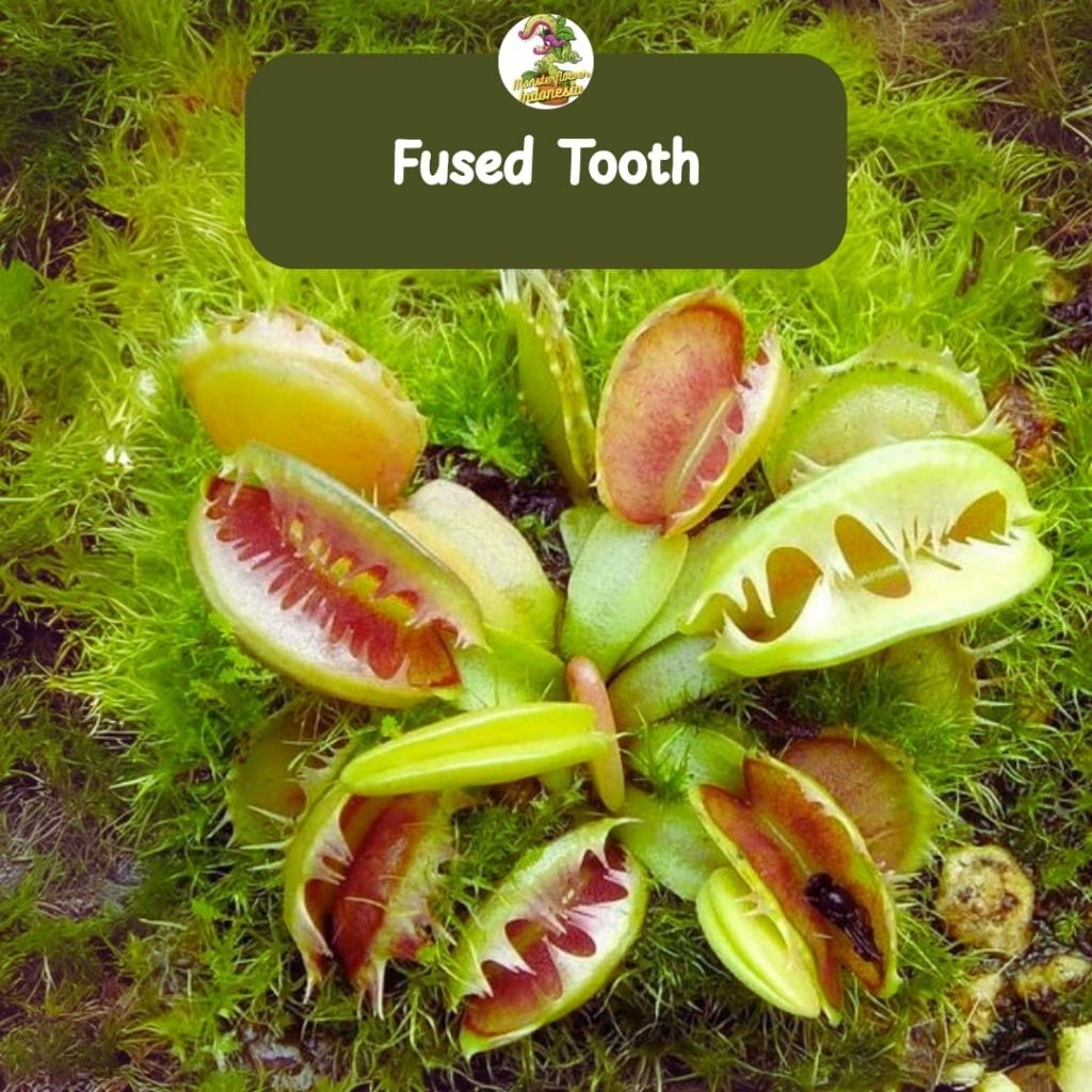 Venus Flytrap Fused Tooth