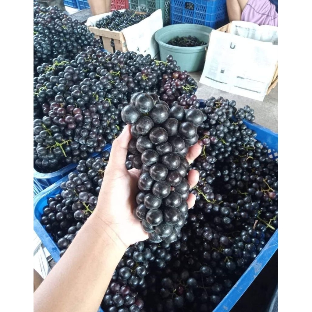 1 KG ANGGUR BALI FRESH JUAL ANGGUR BALI MALANG MURAH GRATIS ONGKIR