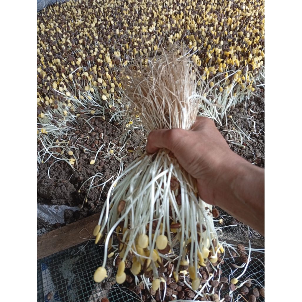 SAYUR ALE/KECAMBAH RABIKA HITAM