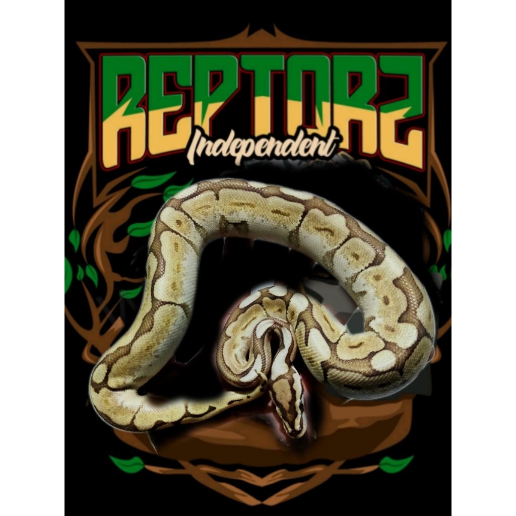 BP Ball Python Queen Bee Female