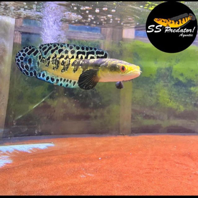 (SS PREDATOR AQUATIC) Cod Yellow sentarum/ Maru ys batik size 5-23cm Sortiran Batik