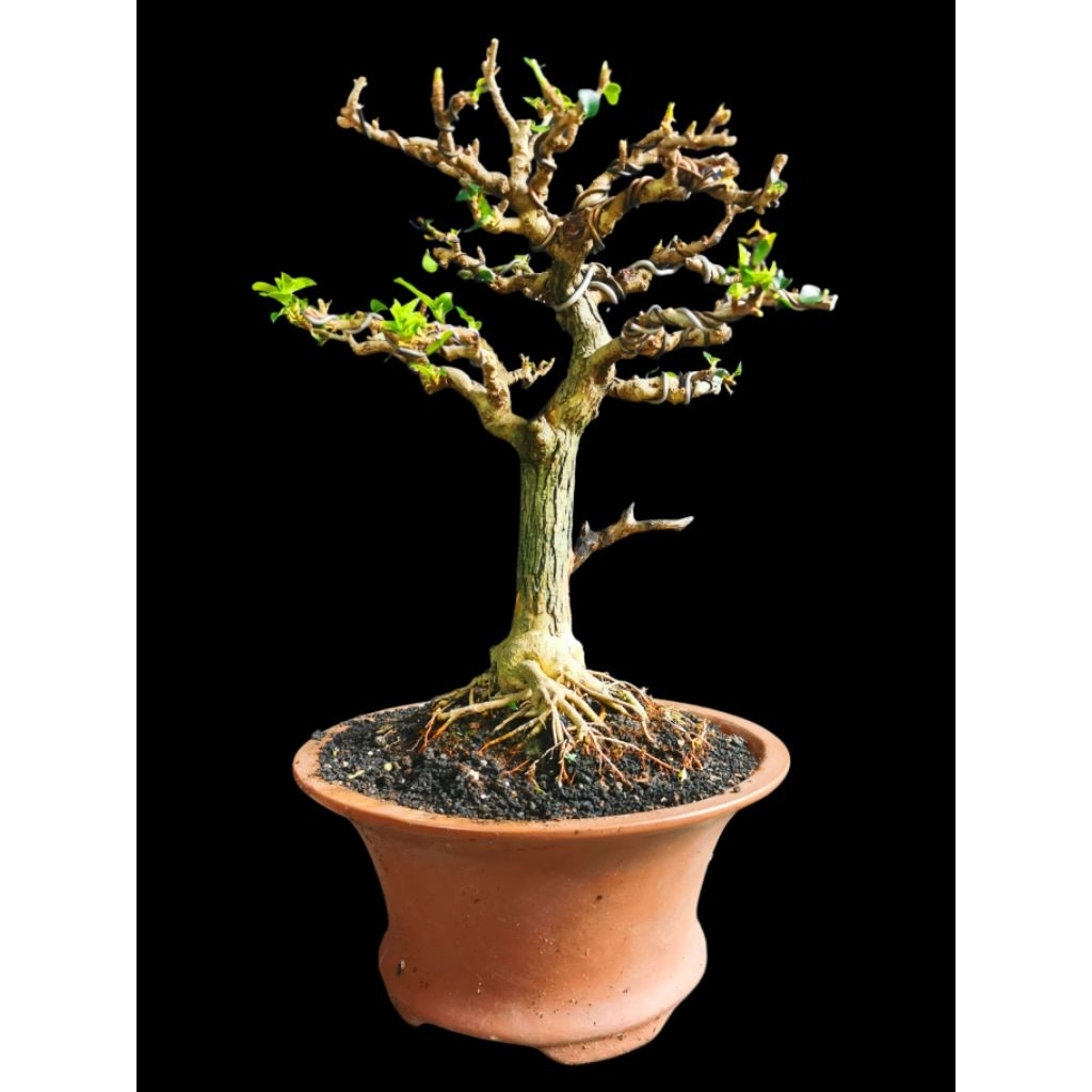 Bonsai Sisir Kaliage / Bonsai Medium