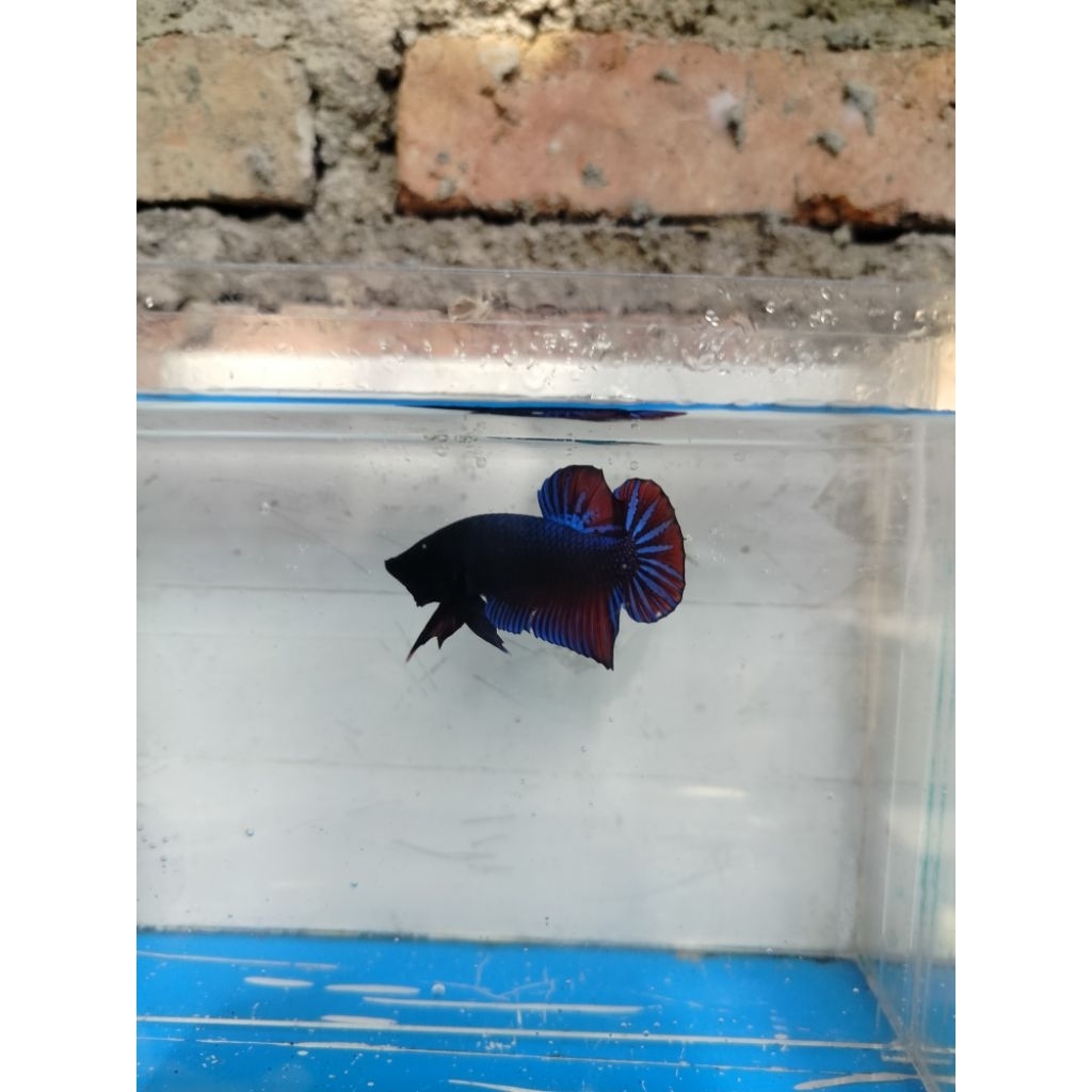 cupang bagan super size L sampai XL