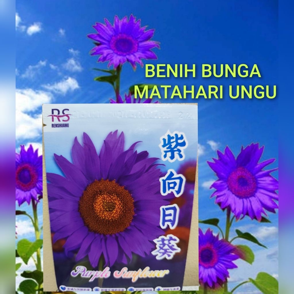 KEMASAN PREMIUM PABRIK (-/+10 BUTIR) BIJI BENIH BUNGA MATAHARI UNGU IMPOR