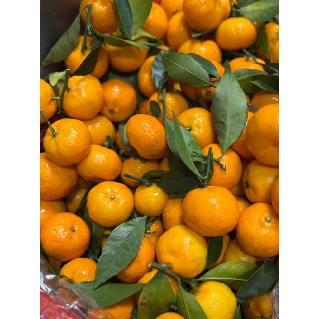 jeruk Santang daun baby wogan import