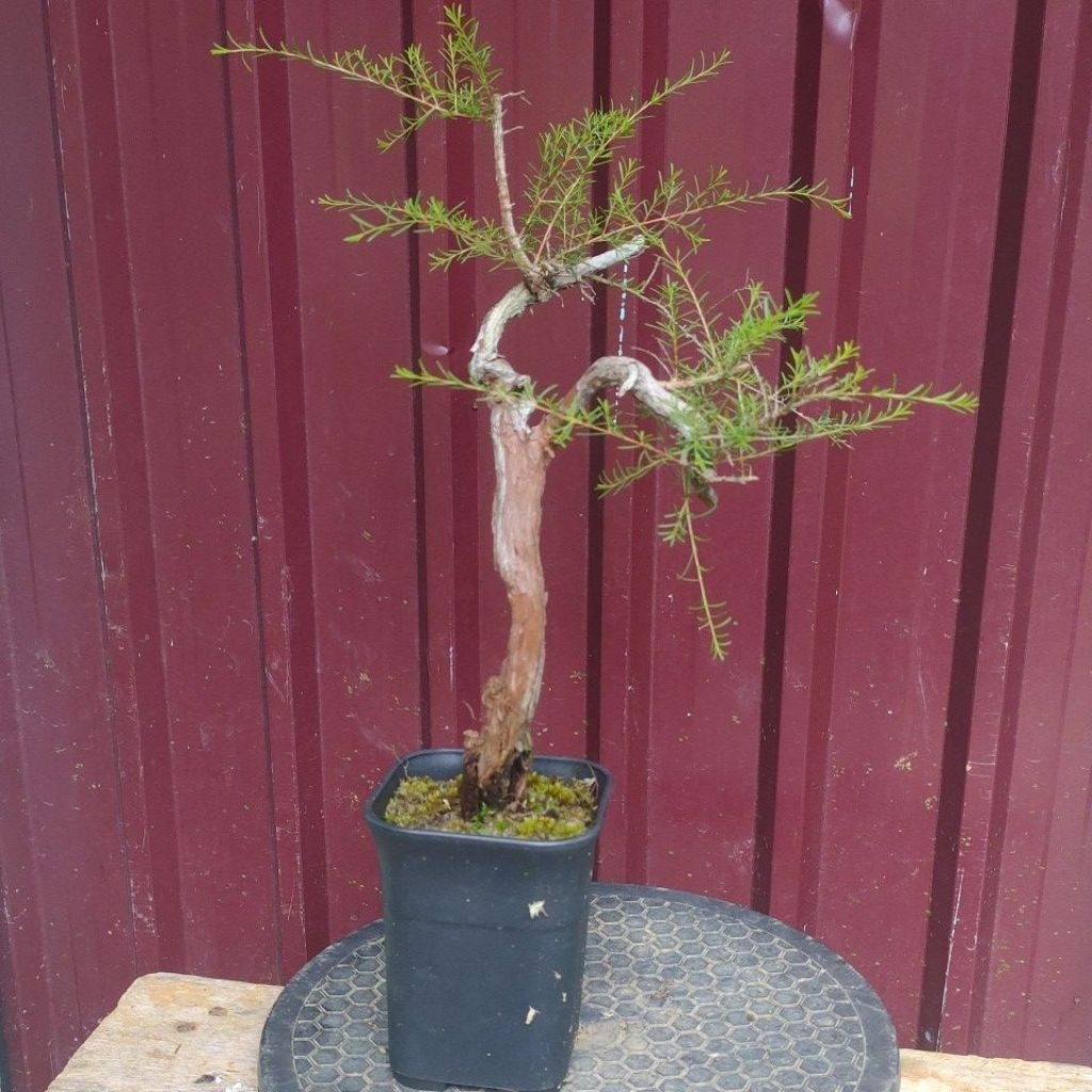 bahan bonsai CUCUR ATAP SAPU-SAPU