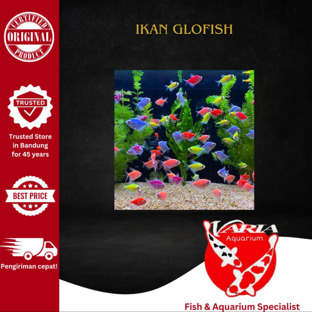 Hiasan Glofish Tetra Hiasan Aquarium