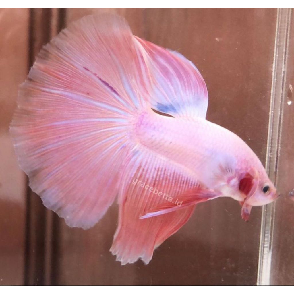 HALFMOON CUPANG ROSETAIL